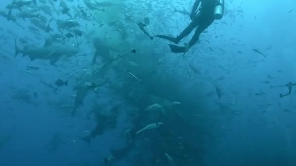 Haaien op school van vissen onderwater oceaan van Tonga. — Stockvideo