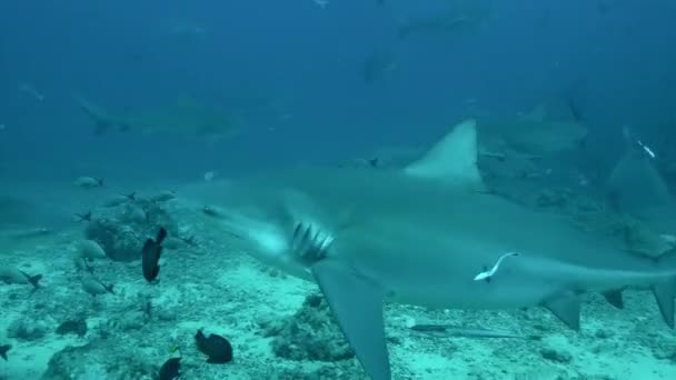 Karmienie szarego rekina byka z rąk nurka podwodnego oceanu Tonga. — Wideo stockowe