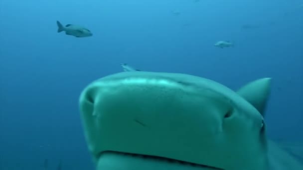 Grijze stier haai eet uit handen met duiker onderwater oceaan van Tonga. — Stockvideo