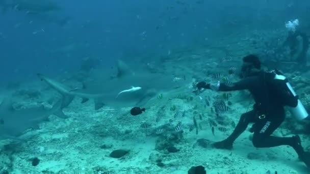 Szary rekin jada z rąk nurka podwodnego oceanu Tonga. — Wideo stockowe