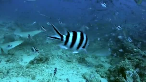 Krmení žraloků Carcharhinus leucas v podmořské divočině Tichého oceánu. — Stock video