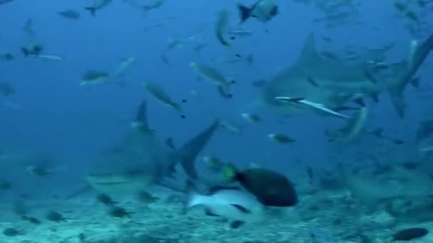Дайвинг с акулами под водой в океане Тонга. — стоковое видео