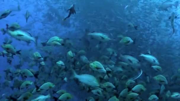 Smečka žraloků ve škole ryb pod mořem Tonga. — Stock video