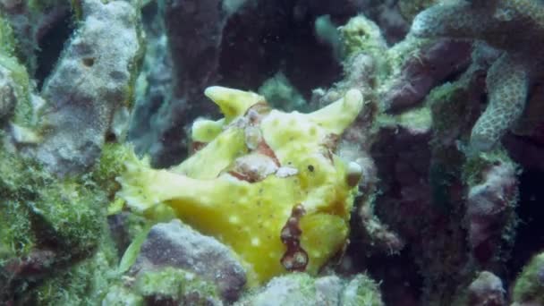 Ein gelber Anglerfisch oder Seeteufel schwimmt unter Wasser — Stockvideo