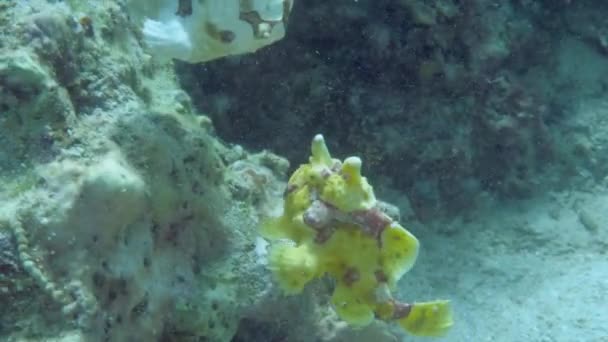 Een gele kikkervis of zeeduivel drijft onder water — Stockvideo