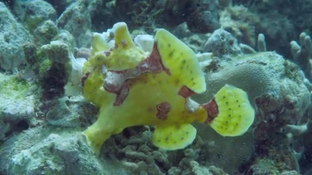 Žlutý žabák nebo ďas plave pod vodou — Stock video