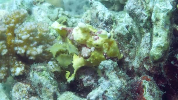 一条黄色的青蛙鱼或anglerfish漂浮在水下 — 图库视频影像