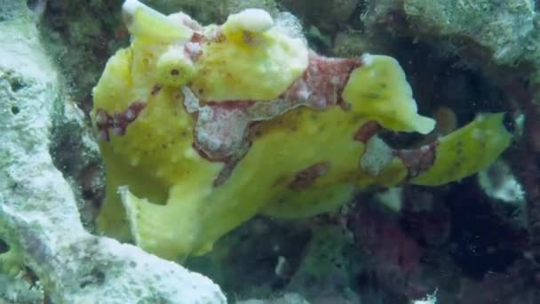 Un poisson grenouille jaune ou un poisson pêcheur flotte sous l'eau — Video