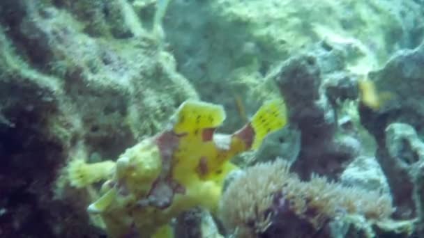 Ένα κίτρινο βατραχόψαρο ή πεσκαντρίτσα επιπλέει κάτω από το νερό — Αρχείο Βίντεο