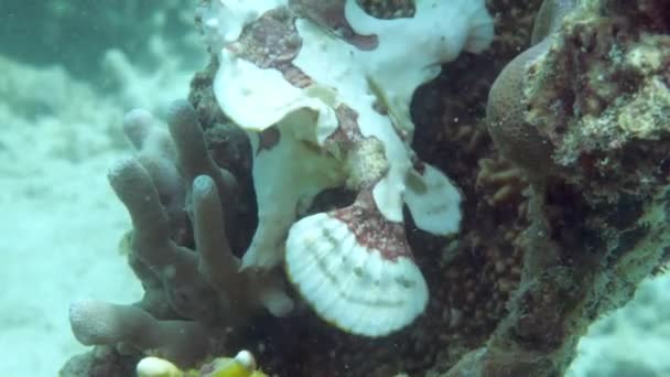 Ένα κίτρινο ψάρι βάτραχος ή ψαράς επιπλέει κάτω από το νερό — Αρχείο Βίντεο
