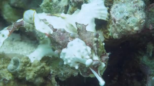 A yellow frogfish or anglerfish is floating underwater — Stock Video