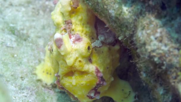 Желтая лягушка или рыба-рыба плавает под водой — стоковое видео