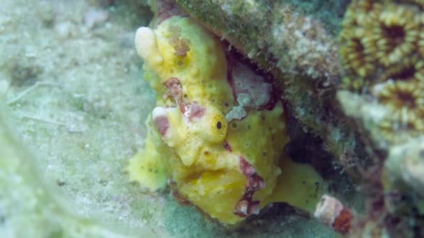 A yellow frogfish or anglerfish is floating underwater — Stock Video