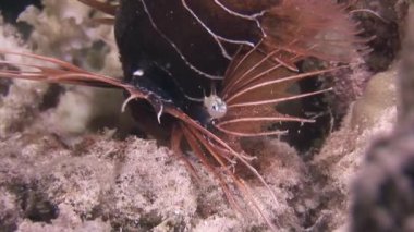 Pembe tropikal mercan üzerinde akrep balığı Gorgonaria deniz suyu yok..