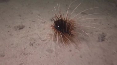 Pembe tropikal mercan üzerinde akrep balığı Gorgonaria deniz suyu yok..