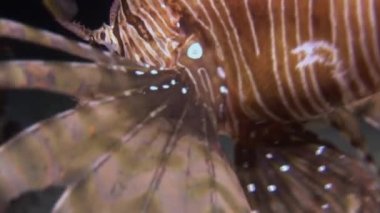 Pembe tropikal mercan üzerinde akrep balığı Gorgonaria deniz suyu yok..