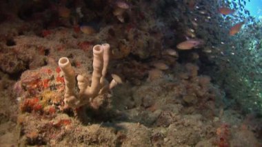 Tropikal mercan resif sualtı deniz manzara.