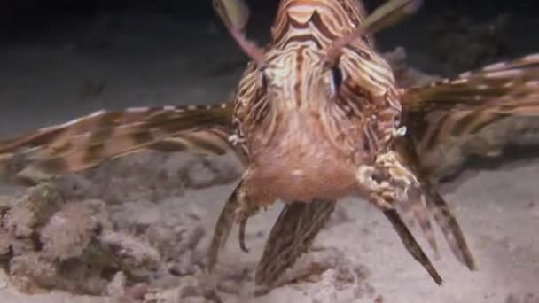 Scorpionfish lionfish on pink tropical coral Gorgonaria undewater of Sea. — Stock video