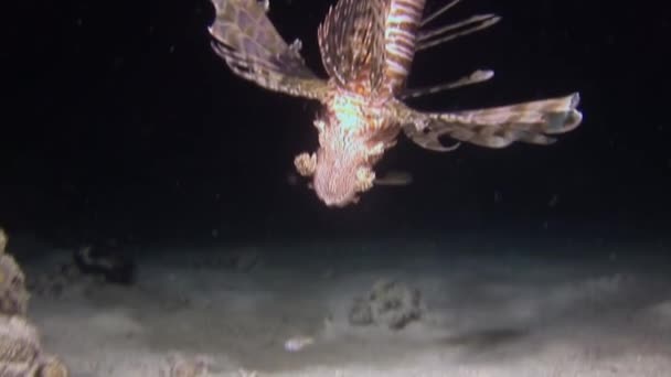 Scorpionfish lionfish на рожевому тропічному коралі Gorgonaria undewater of Sea. — стокове відео