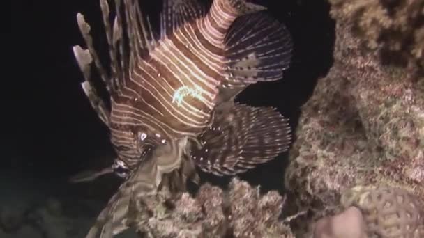 粉红热带珊瑚上的天蝎鱼狮子鱼. — 图库视频影像