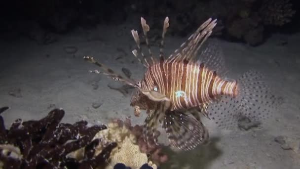 Singa Scorpionfish di karang tropis merah muda Gorgonaria undewater of Sea . — Stok Video