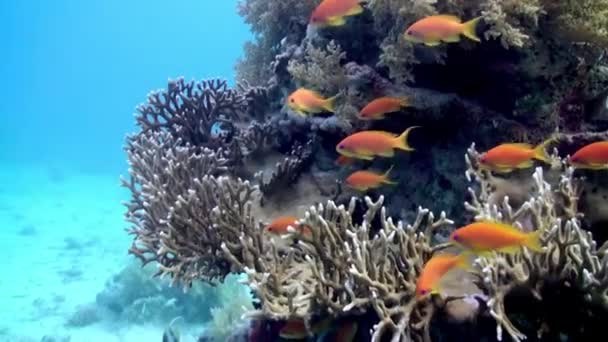 Szkoła ryb koralowych na niebieskim tle morza pod wodą w poszukiwaniu pożywienia. — Wideo stockowe