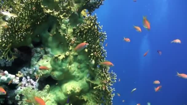 Escola de peixes de coral no fundo azul do mar subaquático em busca de comida. — Vídeo de Stock