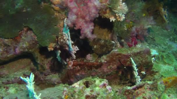 Krajina pod vodou moře tropických korálových útesů. — Stock video