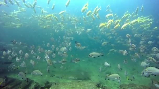 Underwater hav landskap av tropiska korallrev. — Stockvideo