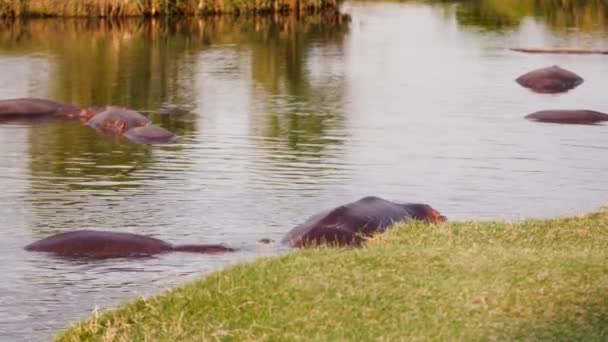 Un gruppo di ippopotami con uccelli sulla schiena. — Video Stock