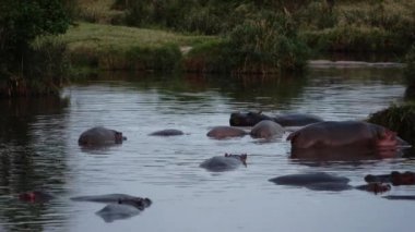 Sırtında kuşlar olan bir grup su aygırı..