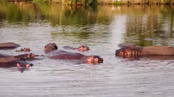 A group of hippos and buffalos walking around. — Stock Video