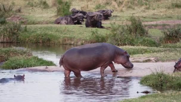 Un grupo de hipopótamos con pájaros en la espalda. — Vídeos de Stock