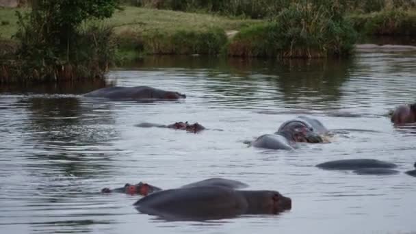 Un grupo de hipopótamos con pájaros en la espalda. — Vídeo de stock