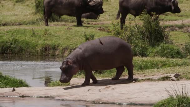 Buffalos et zèbres africains dans une savane — Video
