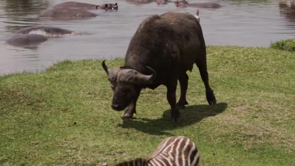 African Buffalos and zebras herding in a savanna — Stock Video