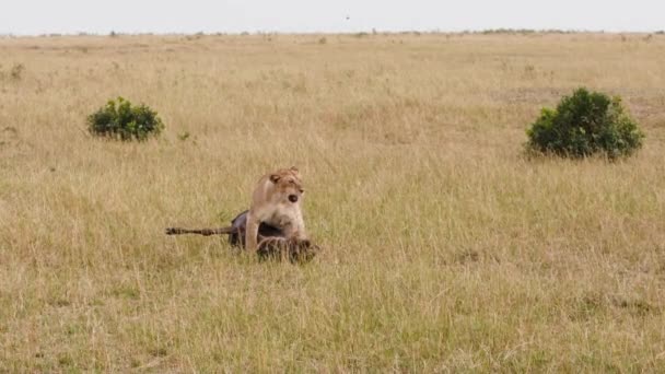 Uma leoa idosa caminhando por uma savana — Vídeo de Stock