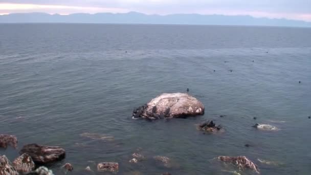 Selo Baikal Pusa sibirica nas ilhas Ushkany . — Vídeo de Stock