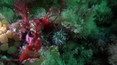 Taşları, sakinleri ve bitki alt.