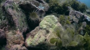 Kuzey Buz Denizi 'nin sualtı manzarası.