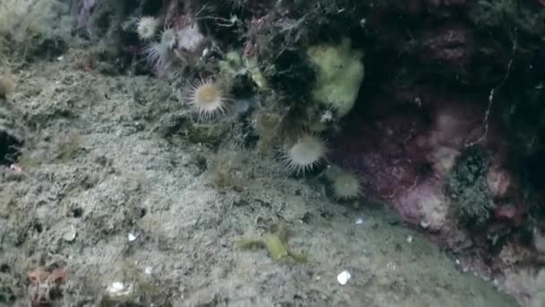 Underwater sea landscape of Arctic Ocean. — Stock Video