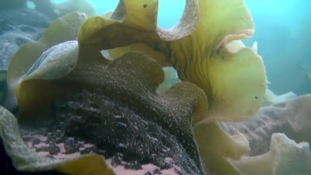 Underwater sea landscape of Arctic Ocean. — Stock Video