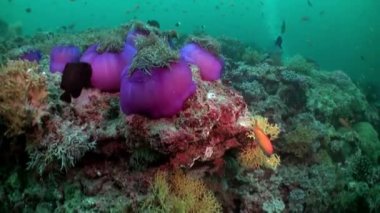 Geceleri Deniz Anemone 'de portakal rengi palyaçolar yüzer..