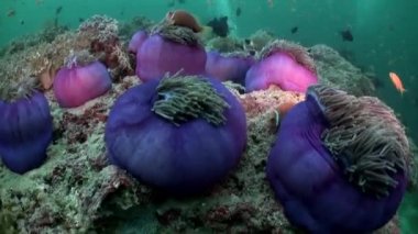 Geceleri Deniz Anemone 'de portakal rengi palyaçolar yüzer..