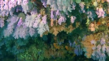 Tropikal sulardaki güzel kırmızı yumuşak mercan resifi.