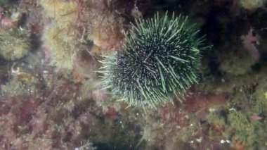 Yeni Zelanda Okyanusu sualtı manzarası.