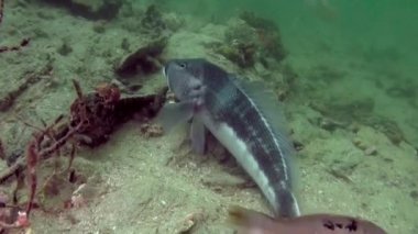 Yeni Zelanda Okyanusu sualtı manzarası.