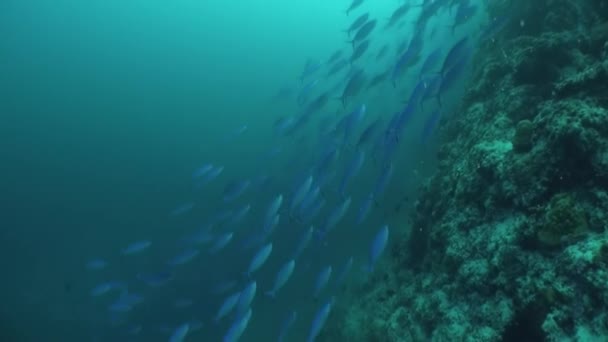 Skolan av korall fisk på blå bakgrund av havet under vatten på jakt efter mat. — Stockvideo