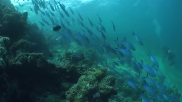 Escuela de peces de coral sobre fondo azul del mar bajo el agua en busca de alimentos. — Vídeos de Stock