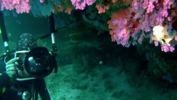 Красивый красный мягкий коралловый риф в тропической воде . — стоковое видео